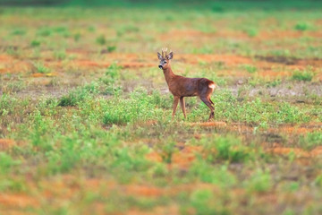 Solitary roebuck in field in spring.
