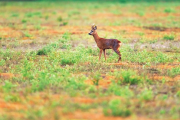 Solitary roebuck in field in spring.
