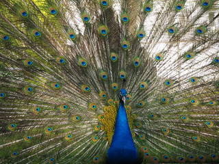 Fototapeta premium Indian peafowl or blue peafowl (Pavo cristatus) with open tail in the yard of the park zoo close view