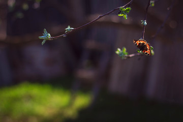 Buterfly on the apple tree branch