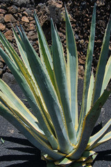 Agave americana plant on a sunny day