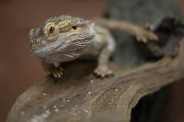 Beautiful bearded dragon looking up