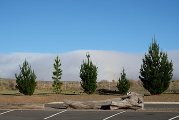 Baumgruppe mit Wolken