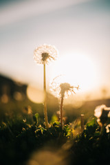 Warm summer evening with golden hour and dandelions