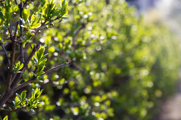 Close up view of little green plants, selective focus