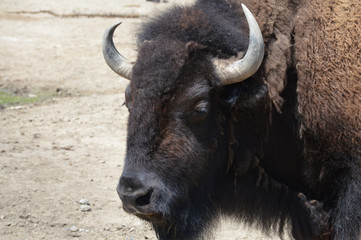 Bison in the outdoors