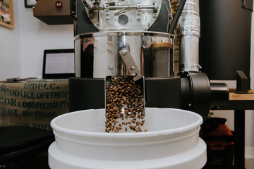 Fresh Roasted Natural Organic Coffee Beans Pouring out of Industrial Coffee Bean Roaster Machine Inside the Coffee Shop