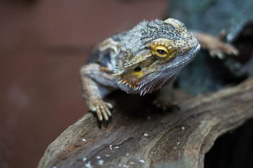bearded dragon climbing upwards