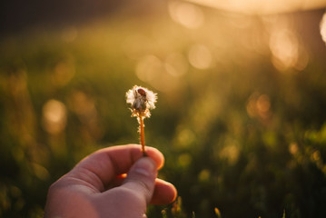 Warm summer evening with golden hour and dandelions