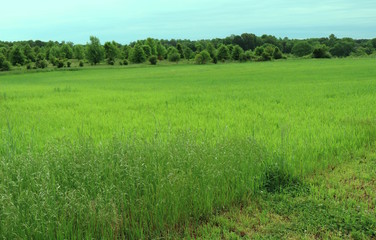 Obraz na płótnie Canvas Green Pasture Tall Grass