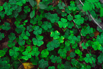 Saint Patrick's Day Clovers backgroung