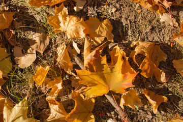 Field of maple leaves. Autumn carpet. Trees threw off foliage.