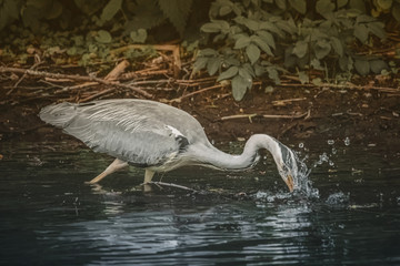 Graureiher beim Fischen