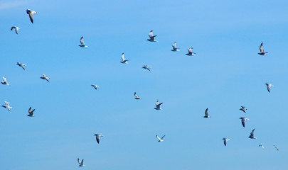 A flock of seagulls in the blue sky.