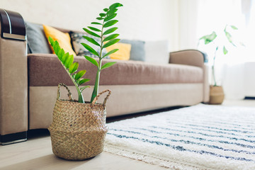 Home plant put in straw basket. Interior decor of living room