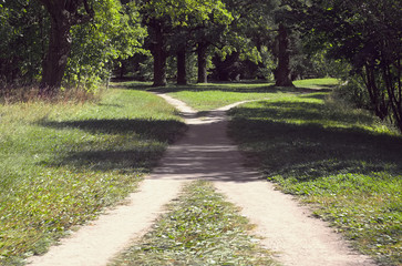 Two walking paths among the grass intersect in the park on a sunny summer day