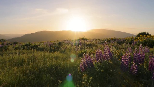 Walking through purple lupine and yellow balsamroot wildflower meadow at sunrise in spring POV shot at Tom McCall Preserve in Mosier, Oregon 4k