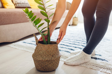 Young woman puts ZZ plant in straw basket. Interior decor of living room