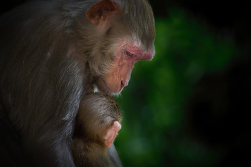  A Portrait of  The Rhesus Macaque Mother Monkey Feeding her Baby and showing Warm Emotions