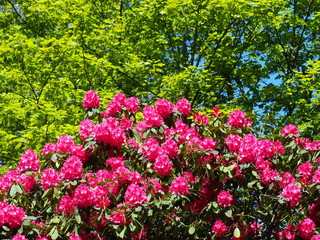 Bright pink Rhododendron flowers and fresh green leaves in a woodland in spring, North Yorkshire, England