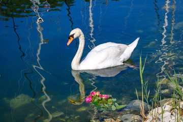 Łabędź w porcie Skradin, Chorwacja