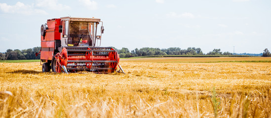 Fototapeta premium Mähdrescher erntet reifen Weizen. Landwirtschaft
