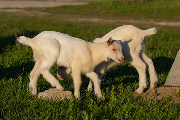 Fototapeta premium Two little kid goats - white twins having fun. Newborn goats gets acquainted with the outside world. Breeding and growing pets. Childhood goats in the household yard.