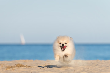 Pomeranian spitz puppy running on the beach at Cote d'Azur