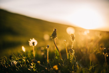 Warm summer evening with golden hour and dandelions