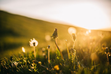 Warm summer evening with golden hour and dandelions