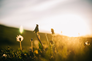 Warm summer evening with golden hour and dandelions