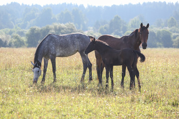 horses in the field