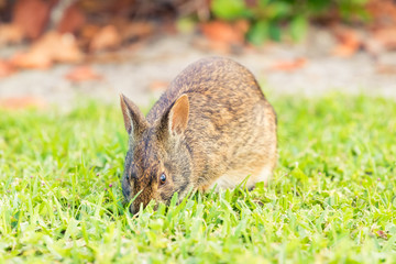 A wild rabbit foraging in an open grass field.