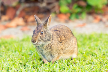 A wild brown North American rabbit laying down in a grass field. Close up