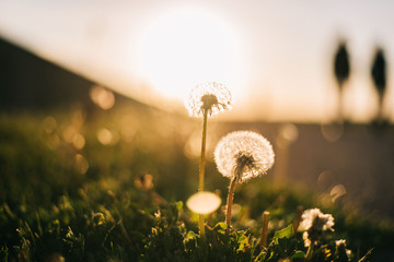 Warm summer evening with golden hour and dandelions