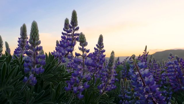 Purple Lupine Lupinus wildflowers blowing in windy breeze at orange sunrise in spring with mountains and hills in background at Tom McCall Preserve in Mosier, OR 4k 