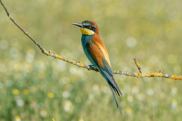Merops apiaster bee-eater