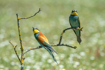 Merops apiaster bee-eater