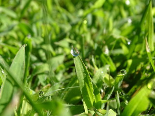Gouttes de ros&eacute;e dans l'herbe d'un jardin