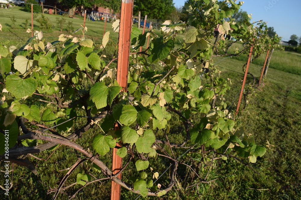 Wall mural vineyard