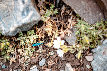 escarabajo de montaña