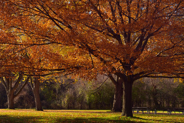 Red Oak trees in the Fall in a Toronto Park in the morning