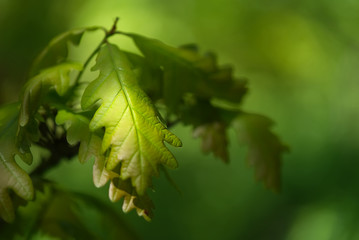 Detail of oak leaf of young Quercus robur illuminated by the sun. Commonly known as common oak,...