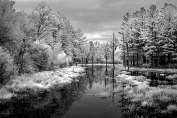 Autumn Foliage and Marsh in Northwestern Wisconsin in Infrared Black and White