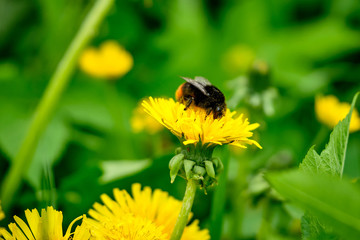 Bumblebee on a yellow dandelion close up