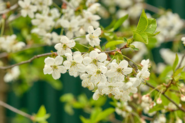 Blooming cherry tree close up in spring afternoon