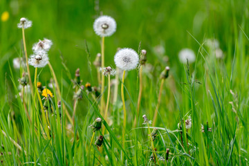 Lovely dandelion in the green grass. Spring & summer concept. Close-up photo of ripe dandelion. White flowers in green grass. Closeup of fluffy white dandelion in grass with field flowers.