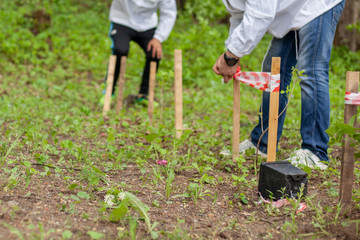 Gardener plants a tree. Man digs the ground for a tree. Tree planting. City improvement. Plant saplings Garden trees. Landing lilacs in the city park.