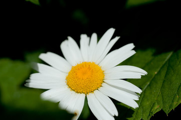 Fototapeta premium Macro photo of a beautiful flower wild daisy. Daisy flower with white petals. Blooming chamomile grows in the meadow against the background of plants and grass.