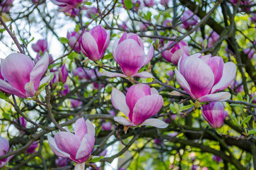 Obraz na płótnie Canvas Beautiful magnolia flowers in spring